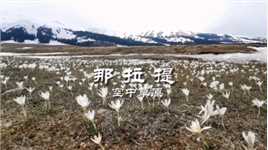 四月的那拉提草原，纯洁的百合花在冰雪中破土而出，顽强盛开，迎来了野百合的春天。#那拉提草原#伊犁#新疆#野百合#治愈系风景#航拍