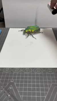 上次画蝉有百万点赞，这次画甲虫能有十个人赞吗？  