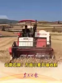 云南石屏：万亩小麦开镰收割 #丰收的季节 丰收