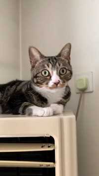 我一般给猫洗澡需要“四步”