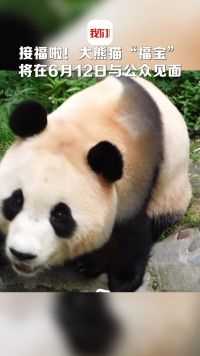 接福啦！大熊猫“福宝”将在6月12日与公众见面