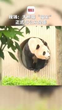 现场：大熊猫“福宝”正式与公众见面