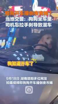 狗狗开车撞倒路边摊？交警：狗狗坐车里司机忘拉手刹导致溜车