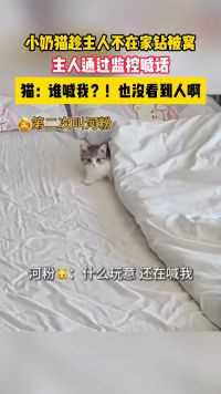 小奶猫趁主人不在家钻被窝，主人通过监控喊话，猫：谁喊我？