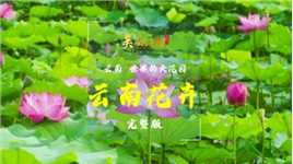 云南，世界的大花园——美物：云南花卉（完整版）|《美丽云南》（第三季）