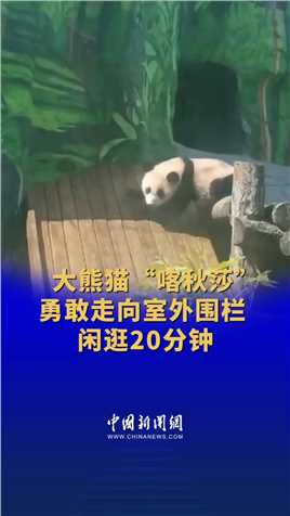 大熊猫“喀秋莎”勇敢走向室外围栏 闲逛20分钟