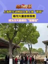 4月27日上海野生动物园大象上演“群殴”，吸引大量游客围观，成为当天最靓的“显眼包”。