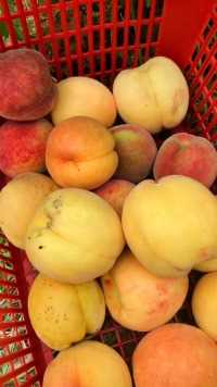 又到了吃桃子的季节，又脆又甜的黄桃，你那里卖多少钱一斤？#黄桃#摘桃子#助农#果农#新农人计划2022