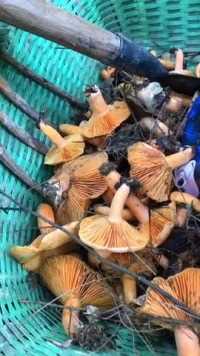 我该怎么形容，终于等到了，有认识的便宜吗#野笋蘑菇#松树菌#枞菇#大自然的馈赠