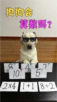 狗狗会算数吗?