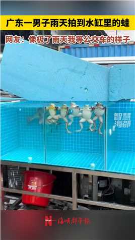 广东一男子雨天拍到水缸里的蛙，网友：像极了雨天我等公交车的样子（来源：王康）