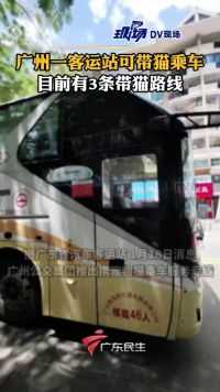 广州公交推出宠物猫专线，“铲屎官”可以带猫猫乘车了
