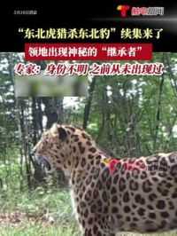 “东北虎猎杀东北豹”续集来了！5月18日消息，据东北虎豹国家公园监测，被东北虎猎杀的东北豹领地迎来神秘“继承者”！