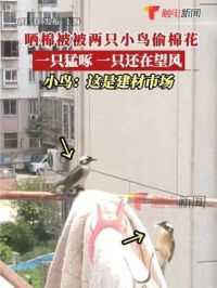 6月5日(发布)上海，一网友发视频称晒自家棉被时发现2“小偷”薅棉花，一只望风一只偷，网友评论：这是建材市场!