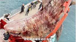 巨型鲨鱼搜 到处虐杀生物，人类危在旦夕，灾难片