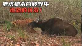 老虎捕杀巨型白肢野牛珍贵视频，场面太狗血了！