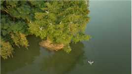 深秋的广州海珠湖，与飞鸟共翱翔