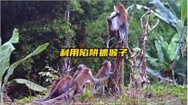 印尼猎人利用陷阱捕捉偷蕉猴