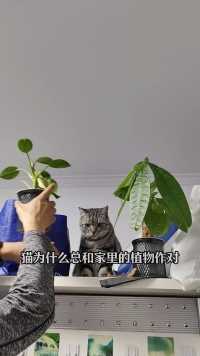 为什么猫咪总是跟绿植作对