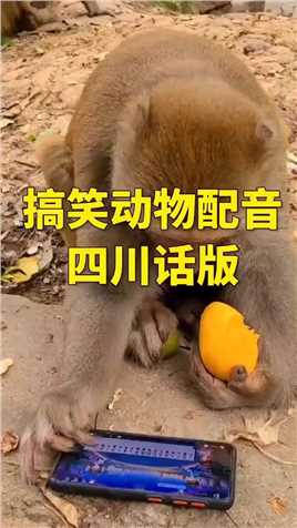 动物配音四川话版#搞笑
