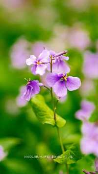 二月兰的花语：谦逊质朴、无私奉献。随春而来，从零碎小花，到紫色海洋。不争不抢。