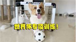 狗狗为了世界杯，也是拼了！