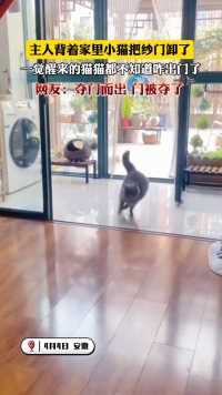 主人背着家里小猫把纱门卸了，一觉醒来的猫猫都不知道咋出门了，网友：夺门而出，门被夺了。（来源：@断舍离 ）