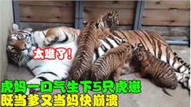 虎妈一胎产下5只小老虎，没想到既当爹又当妈，把虎妈整崩溃！