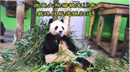 旅英大熊猫被宠12年，结果没能产下一个崽，英国只能遗憾归还！