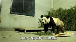 旅美大熊猫美香一家现状到底如何？园方管理是否合规？进来看看再评价！