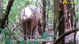 大象和树藤纠缠不清，结果被困三天三夜，被小哥麻醉后又险些丧命！