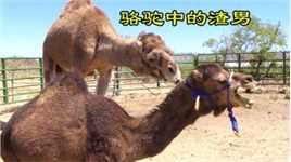 你见过骆驼中的渣男吗？看到异性直接就扑，遭拒后上嘴就咬！