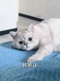 它只是爱我的脚丫子#韩十一是只猫  #韩灰的猫
