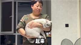 十一，我咋这么委屈。#韩灰的猫 #韩十一是只猫