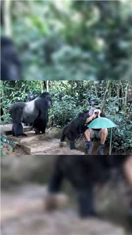 被一群猩猩围着要香蕉，是什么感受#搞笑