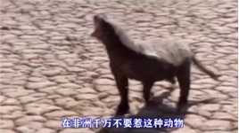 男人在沙漠不小心踩到一只动物，结果被它追了整整一天
