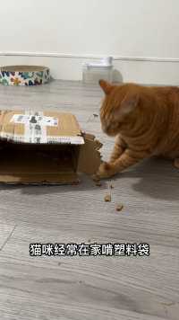 猫咪啃纸壳的原因找到啦！