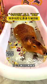 “卡皮巴拉”爱上“泡澡”，饲养员给它准备专属浴缸！#千职百态