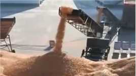 央视揭秘！近万吨玉米从粮库凭空消失
