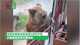 大熊扒着游览车卖艺要吃的“我给你转一个，你给我炫一个！”