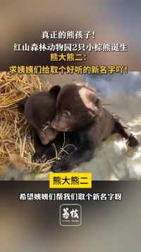 真正的熊孩子！红山森林动物园2只小棕熊诞生：求姨姨们给取个好听的名字！