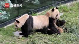 哥本哈根动物园宣布大熊猫“星二”“毛笋”第四年约会无果：没有默契!