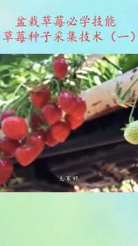 种盆栽草莓必学的技巧