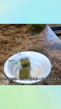 水杯菠菜种植教程