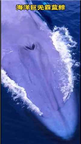 一百多吨的海洋巨无霸蓝鲸浮出水面，真是太让人感到震撼了，动物世界#海洋生物  #神评即是标题 #百万视友赐神评 