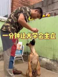 一分钟让犬学会坐立#训犬 #马犬 #狗狗