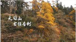 “我和古树的故事” 浙江林业短视频大赛——一等奖作品《杏韵》