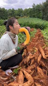 天山雪莲果喜欢吗