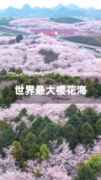 看樱花不必去日本，快来贵州看世界上最大的樱花海，每走一步都让人心醉！
