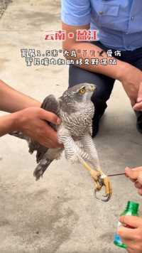 臂展1.5米“大鸟”苍鹰受伤，警民接力救助移交野保站